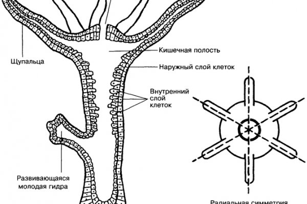 Kraken ссылка kraken torion