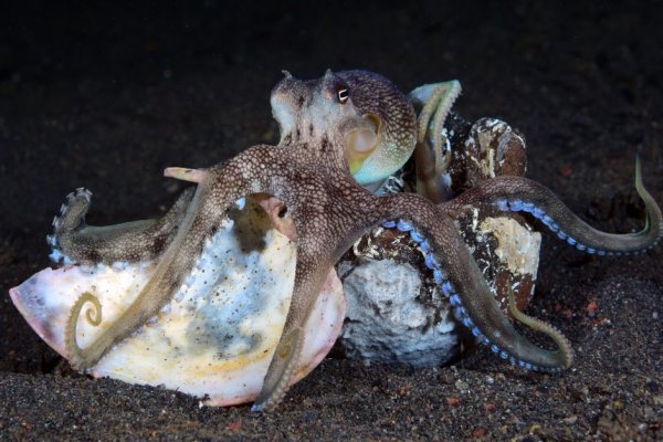 Kraken даркнет рынок ссылка