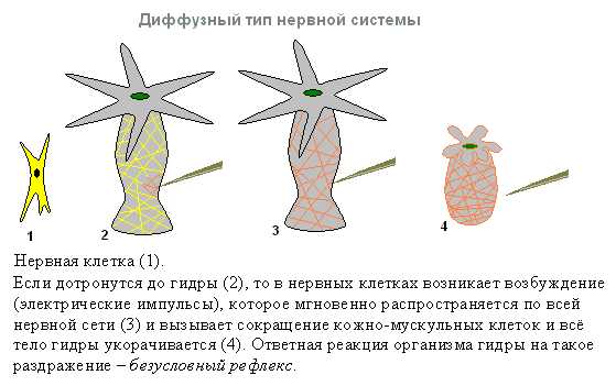 Kraken что это такое